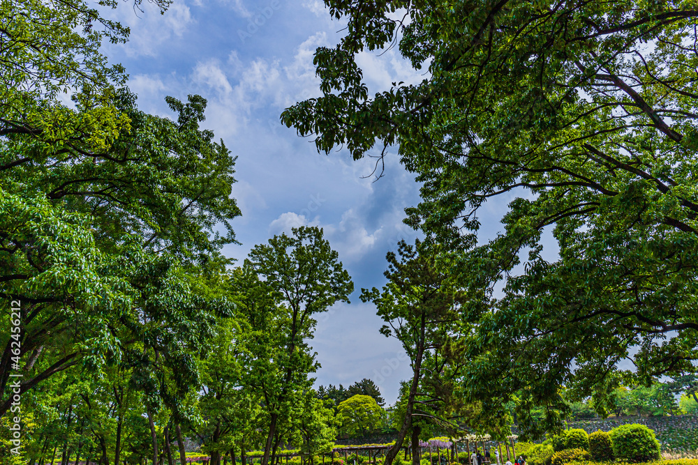 Fototapeta premium 青空と木々