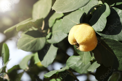 Closeup view of quince tree with ripening fruit outdoors