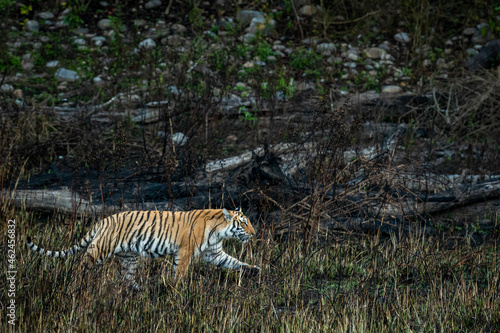 wild bengal tiger of terai region forest on stroll in a morning game drive or safari at uttarakhand india - panthera tigris tigris