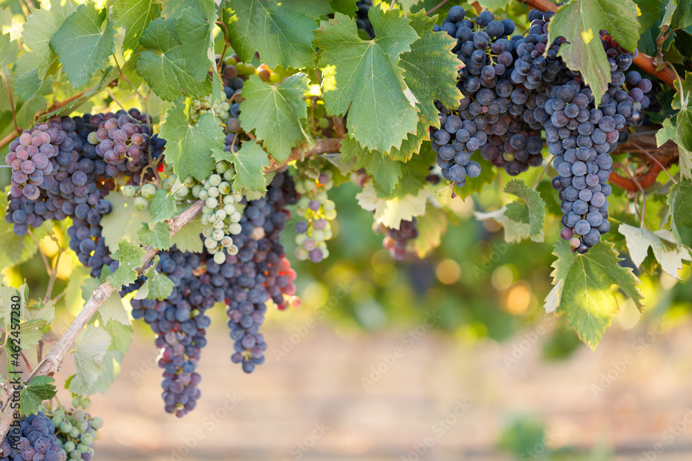 Multiple bunches of red wine grapes ripening on a healthy summer vine in a vineyard.