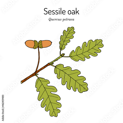 Sessile or Irish Oak Quercus petraea , medicinal plant