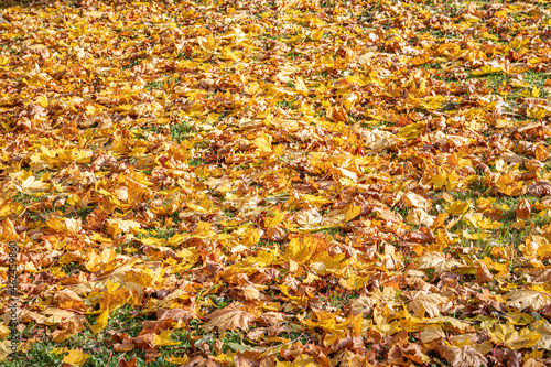 Autumn colors. Yellow, orange and red leaves on the ground.
