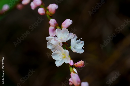 サクラタデの花のクローズアップ写真