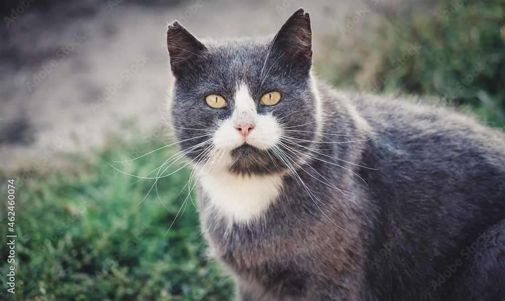 Portrait of a gray big cat close-up. A beautiful pet for a walk.