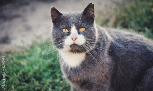 Portrait of a gray big cat close-up. A beautiful pet for a walk.