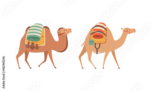  amel Domesticated Desert Caravan Animal with Saddle Vector Set