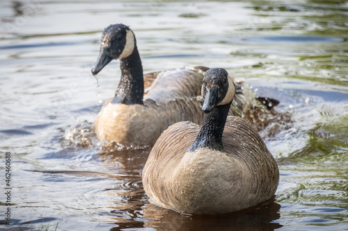 Canada geese on River