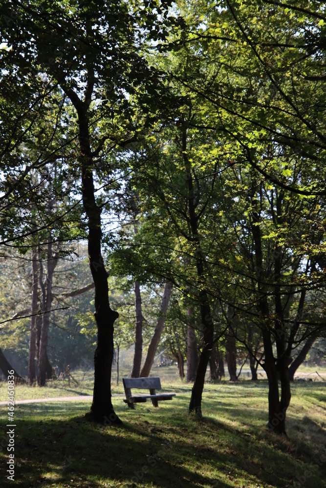 Naklejka premium Beautiful trees in the forest. Abstract natural background. Fall season in the woods.