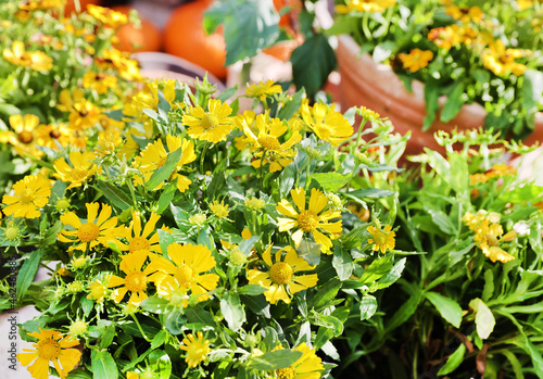 yellow flowers and pumpkins photo