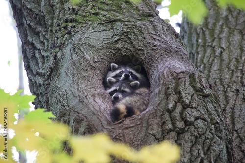 Racoons in tree photo