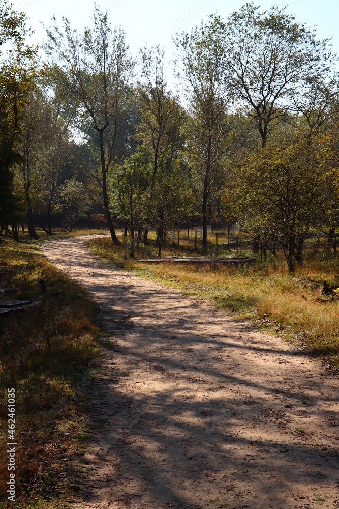 Fall season in the woods. Sunbeams trough the green trees, red leaves, foot path in autumn forest. Fall season in the woods. Sunbeams trough the green trees, red leaves, foot path in autumn forest.