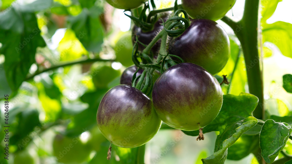 Growing green striped tomato variety, ripening of tomatoes. Farming concept. Selective focus.