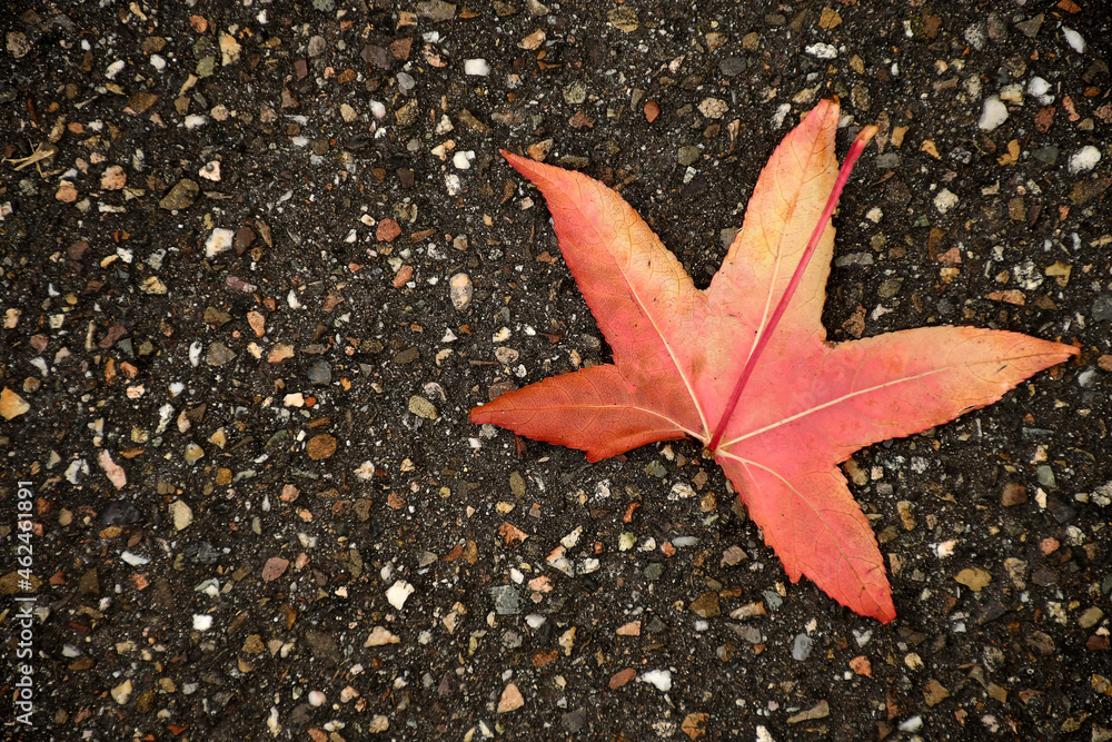 autumnal colored japanese maple leaf on a street floor autumnal colored japanese maple leaf on a street floor