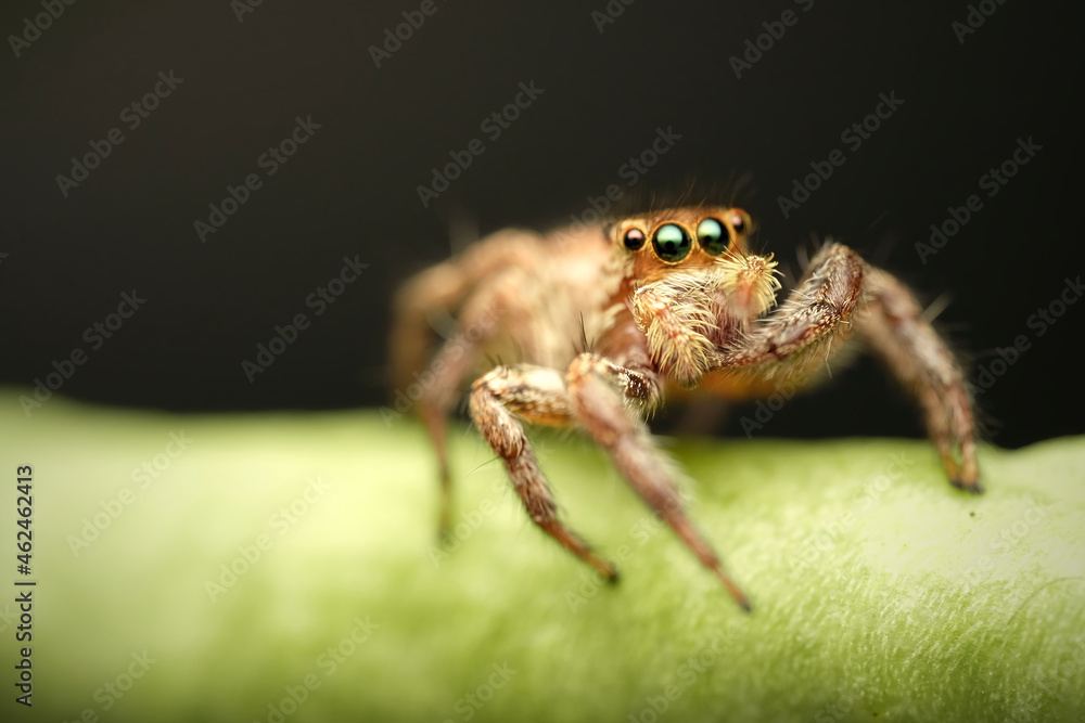 Jumping spider on string bean macro photography close up Jumping spider on string bean macro photography close up