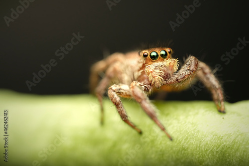Jumping spider on string bean macro photography close up