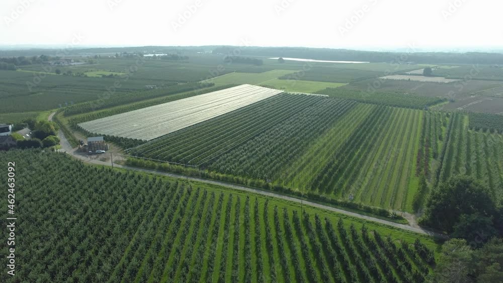 Aerial View of a Green Large Orchard Plantation in Farmland Countryside Aerial View of a Green Large Orchard Plantation in Farmland Countryside