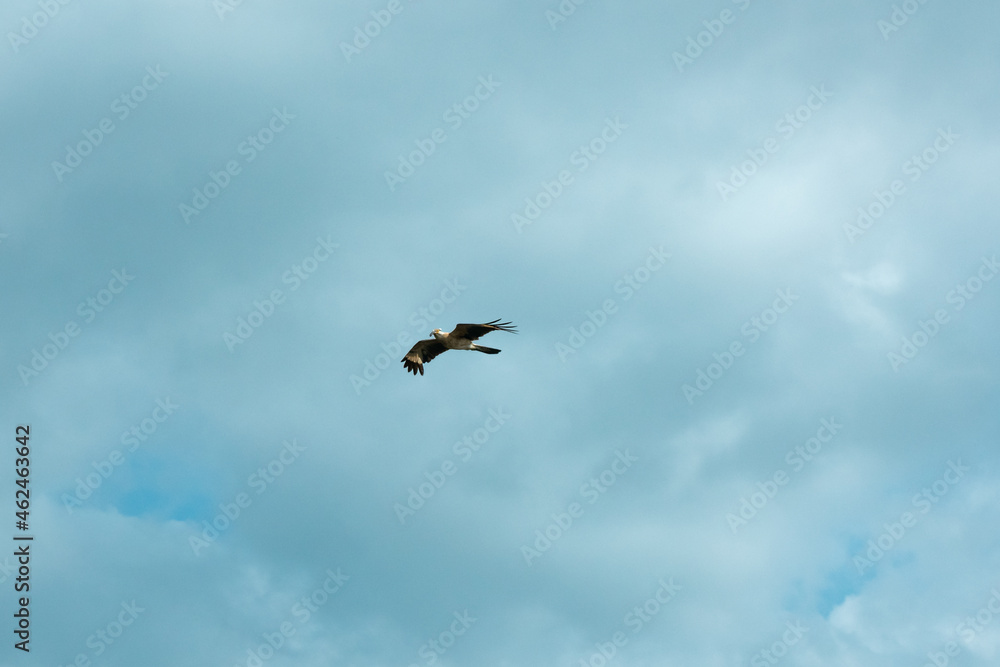 The Yellow-Headed Caracara (Milvago chimachima), a Bird of Prey Flying in a Cloudy Sky in Palomino, Colombia The Yellow-Headed Caracara (Milvago chimachima), a Bird of Prey Flying in a Cloudy Sky in Palomino, Colombia