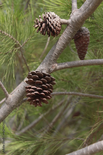 pine-cone pine cone growing on the trees 