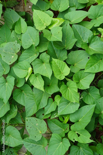 Sweet potatoes leave in the nature. Sweet potato leaves are medium to large in size and are cordate, or heart-shaped with pointed tips. Javanese call it "telo rambak"