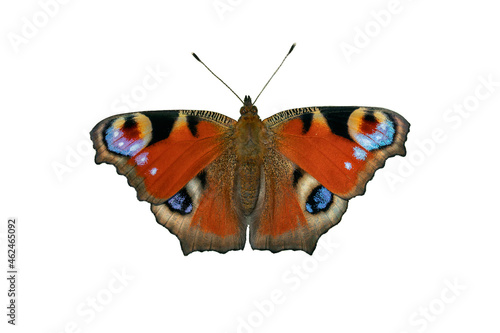 Cutout of a natural European peacock butterfly (Aglais io) isolated on white.