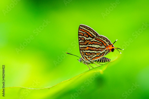 colorful butterfly. beautiful butterfly on the forest floor.