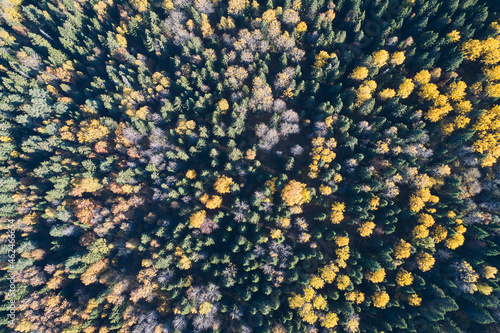 Aerial view with a drone. Autumn forest top view