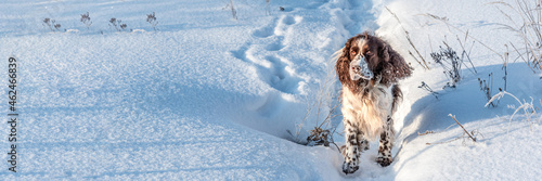 Fotografie Fluffy English Springer Spaniel runing alone near cold white snowdrift with foot