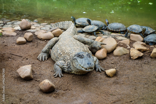 close view of a brazilian pap yellow alligator, or Jacare do papo amarelo photo