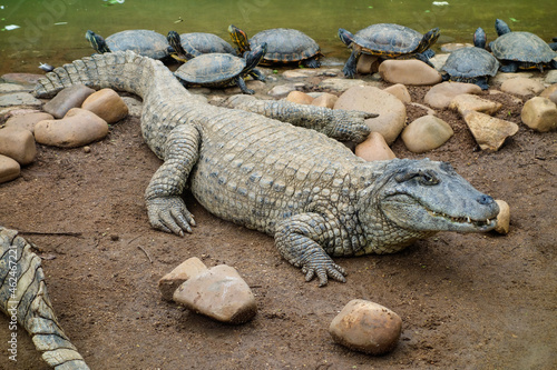 close view of a brazilian pap yellow alligator, or Jacare do papo amarelo photo