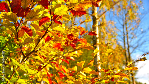 The colors of autumn. Colorful leaves in warm shades  lit by afternoon light.