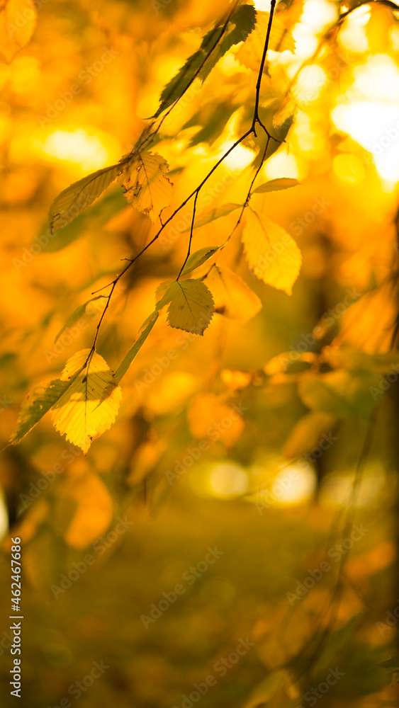 Yellow autumn leaves in sunlight. Image with selective focus