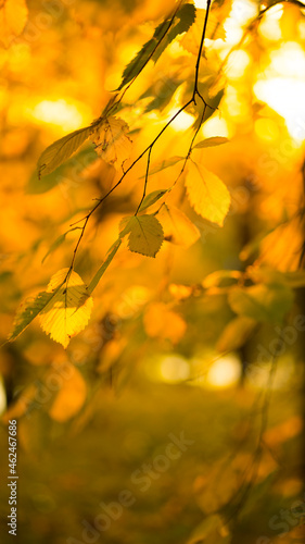 Yellow autumn leaves in sunlight. Image with selective focus