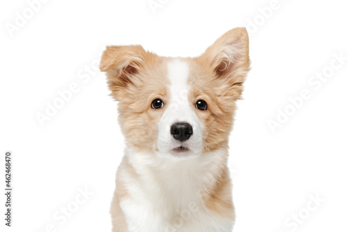 Portrait of a funny little puppy of a dog of white-red color. Border Collie breed. The background is isolated.