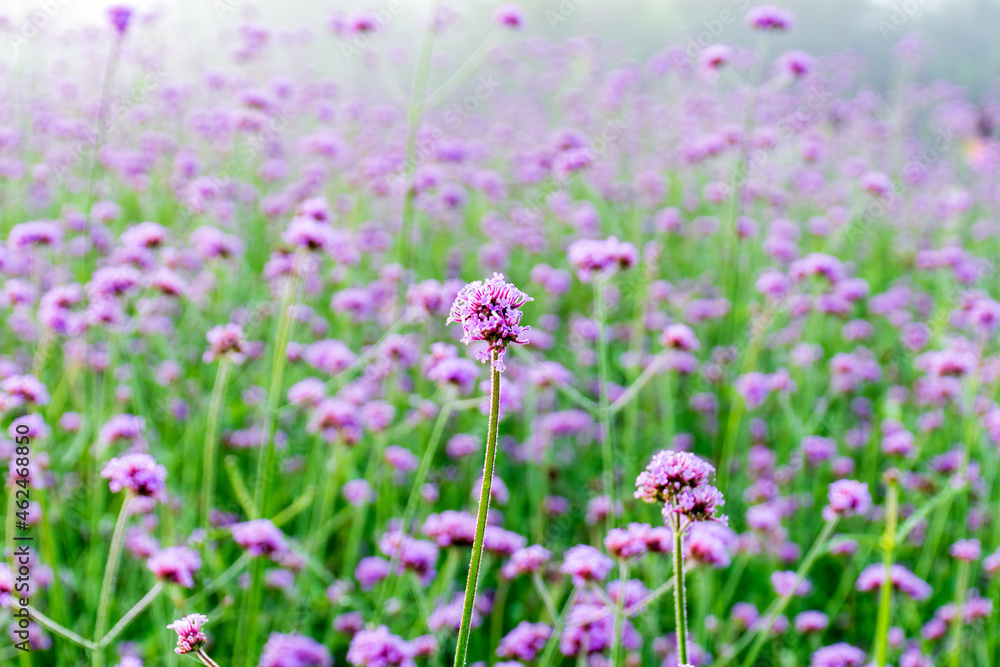 Verbena flowers blossom in the field on blurred background. Verbena flowers blossom in the field on blurred background.