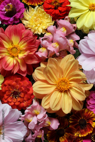 dahlias and snapdragons as a floral background