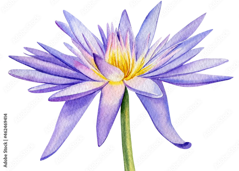 Naklejka premium Watercolor lotus isolated on white background. Hand painted violet flower. Botanical illustration.