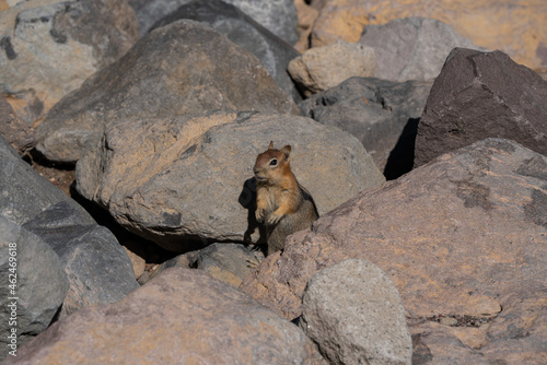 Cute Squirrel between the rocks