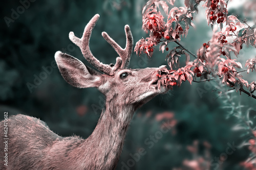 Photography young buck eating berries off a tree