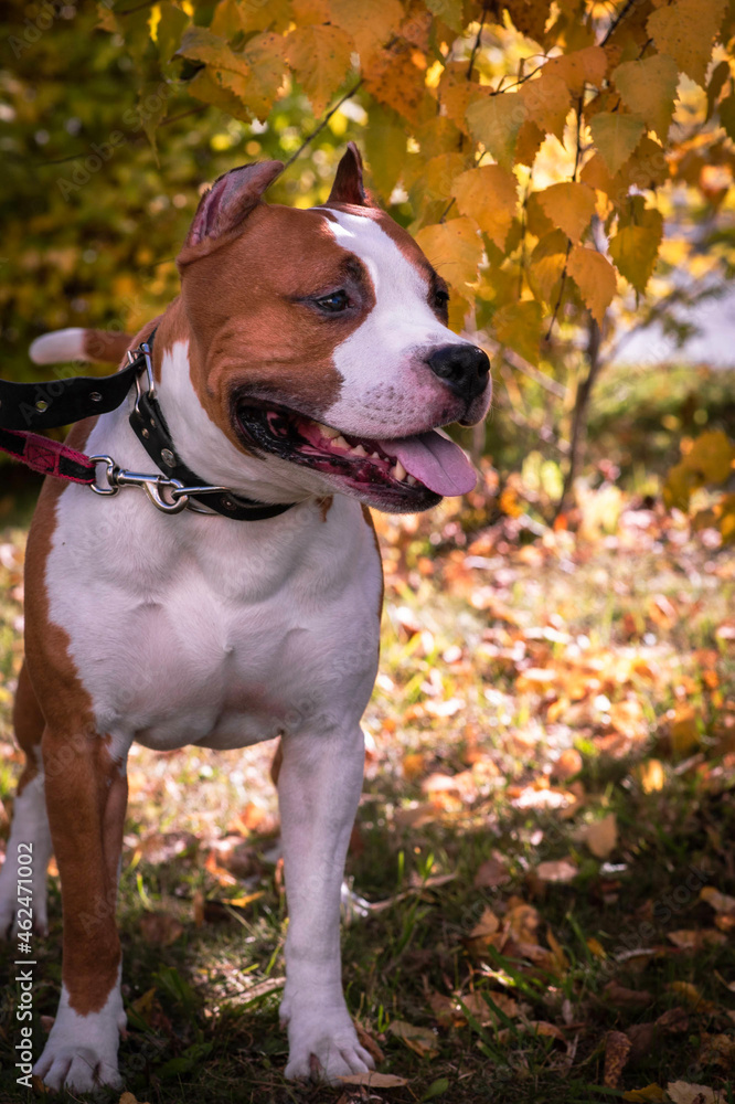 Dog male purebred pit bull terrier brown cruel beautiful good friend enemy
Dog male purebred pit bull terrier brown cruel beautiful good friend enemy