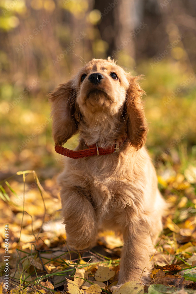 English Cocker Spaniel puppy ginger small with fluffy ears
English Cocker Spaniel puppy ginger small with fluffy ears