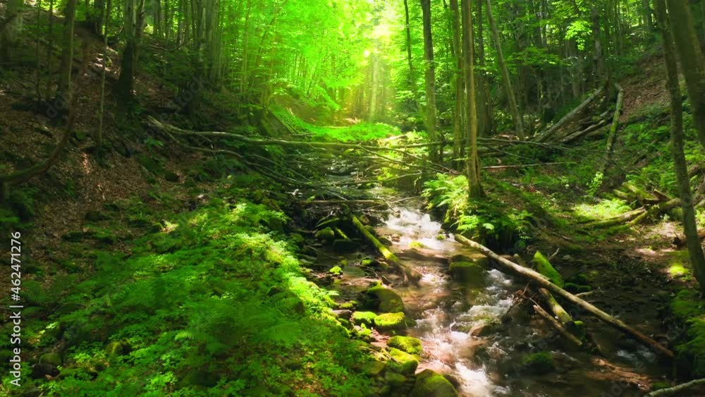 Forest waterfall nature sun magic tree stone water travel Forest waterfall nature sun magic tree stone water travel