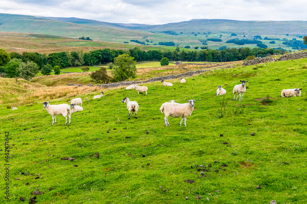 Fototapeta premium A view of sheep on the Dales near Hawes, Yorkshire, UK on a summers day