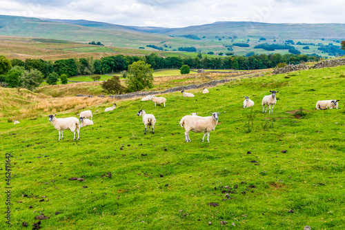 A view of sheep on the Dales near Hawes, Yorkshire, UK on a summers day © Nicola