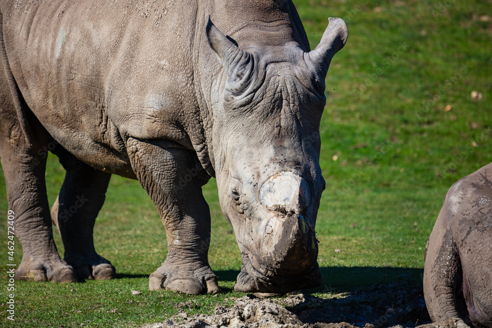 White rhinoceros. Mammal and mammals. Land world and fauna. Wildlife and zoology. White rhinoceros. Mammal and mammals. Land world and fauna. Wildlife and zoology.