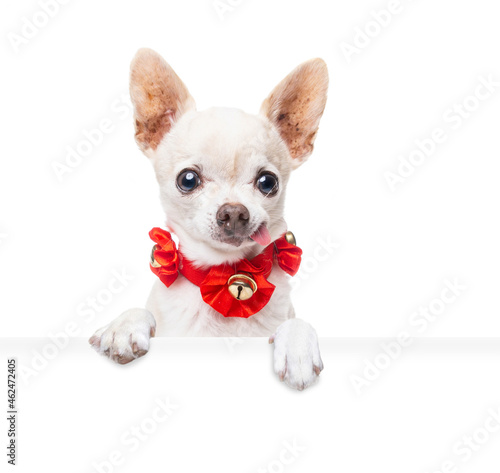 studio shot of a cute dog on an isolated background holding a blank white sign © annette shaff