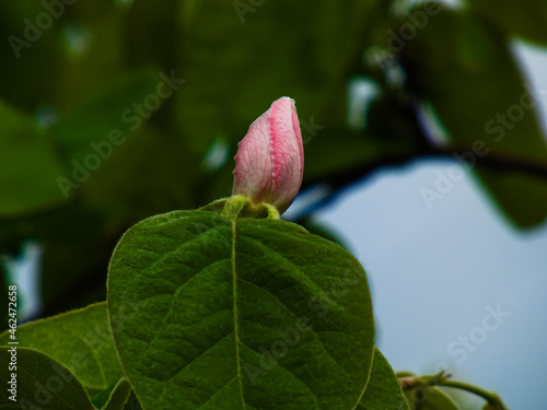 Pink quince blossom close up with background of green leafs
