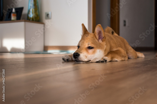 Red shiba inu dog puppy resting on a wood floor