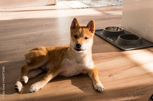 Red shiba inu dog puppy lying on a wood floor next to the feeder