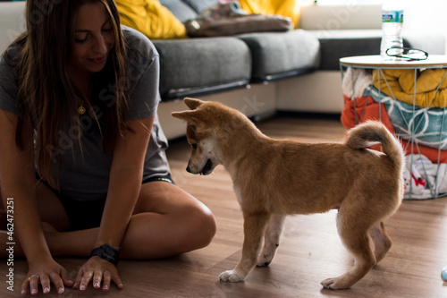 Red shiba inu dog puppy playing with a young caucasian woman on the floor