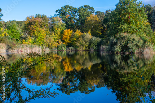 Forest Reflections